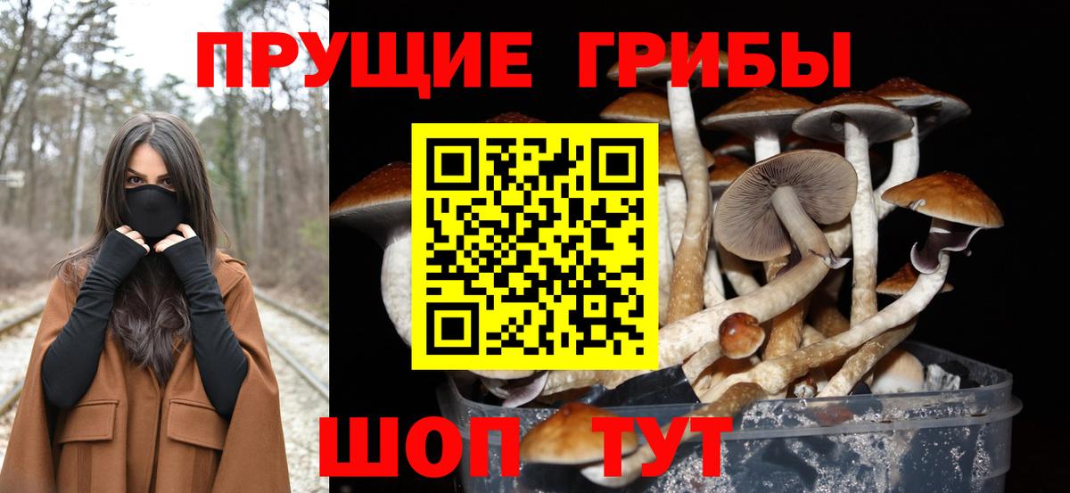 купить закладку  Псилоцибиновые грибы ЛСД  Вход с VPN  Горно-Алтайск  Галлюциногенные грибы мицелий 